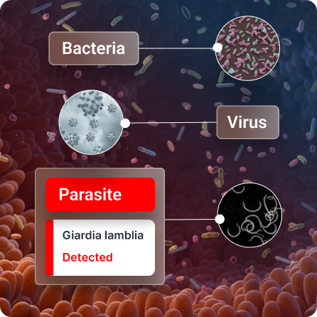 Gut Zoomer Bacteria, Parasite, Virus