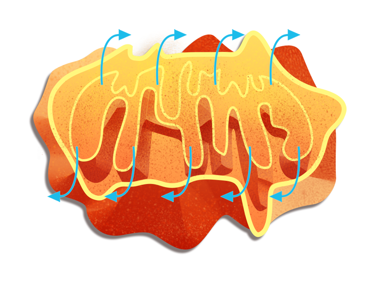 Micronutrient & Vitamin Deficiency Panel | Vibrant Wellness