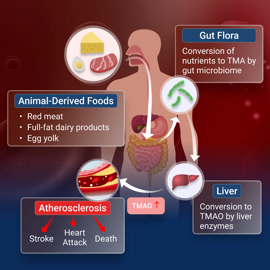 Metabolic Risk Story 1