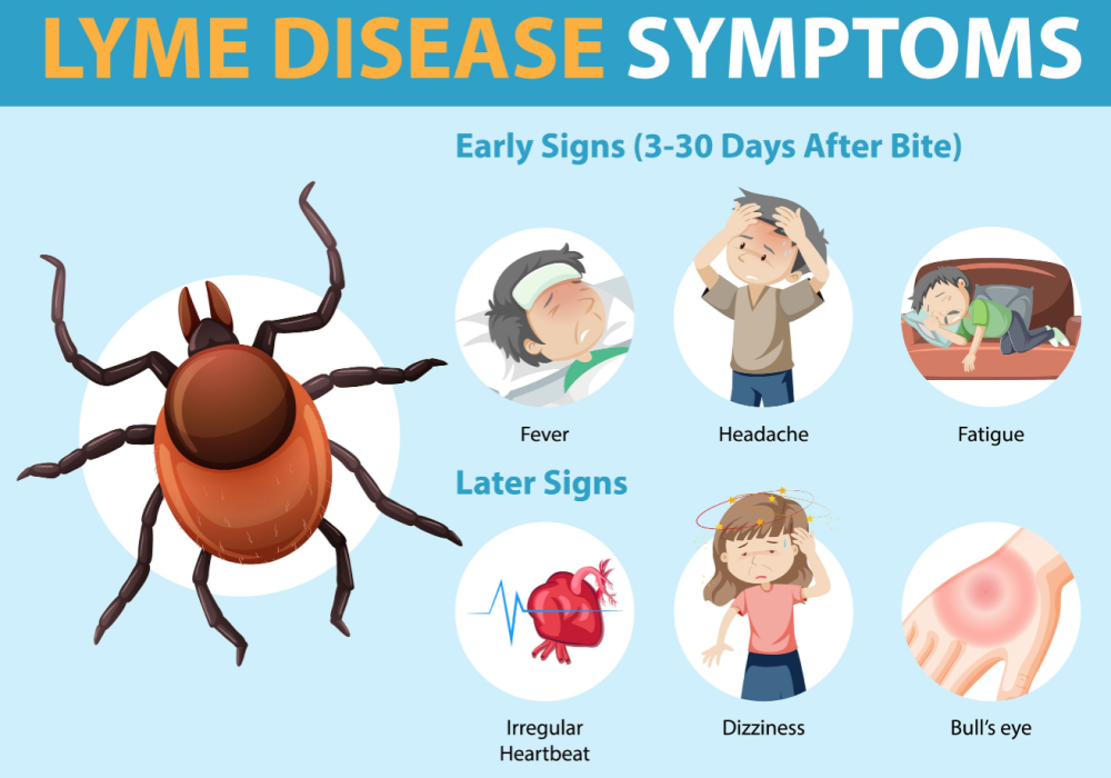 Lyme symptoms-1
