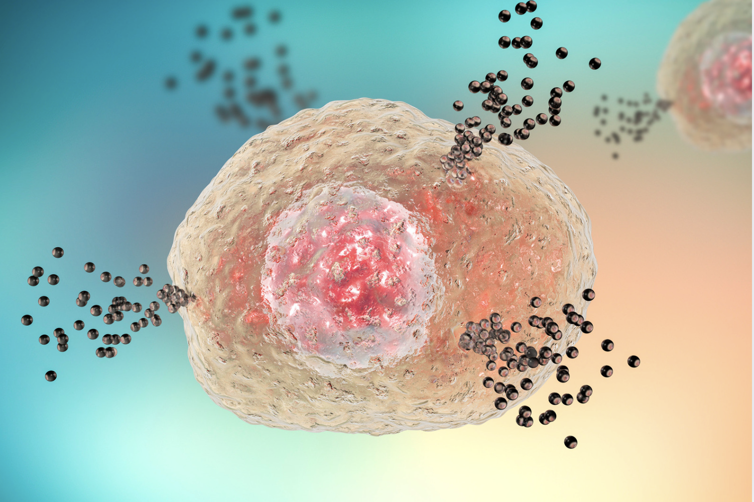 3D illustration of a mast cell releasing histamine and inflammatory mediators, representing an immune response.