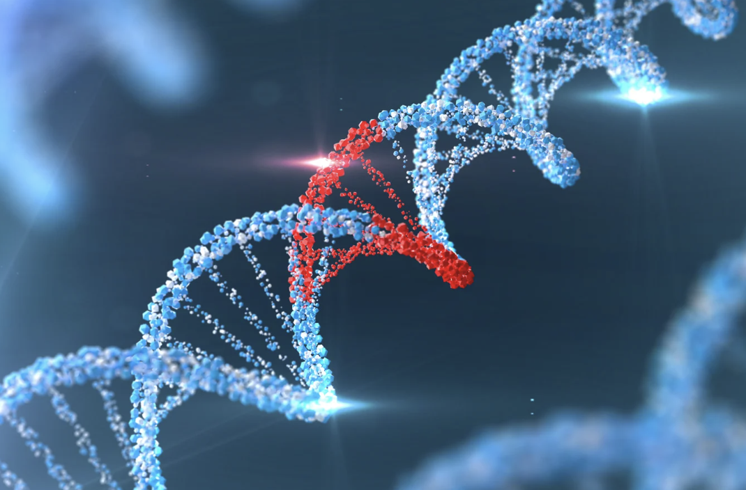 3D illustration of a DNA strand highlighting genetic factors related to aging and longevity.