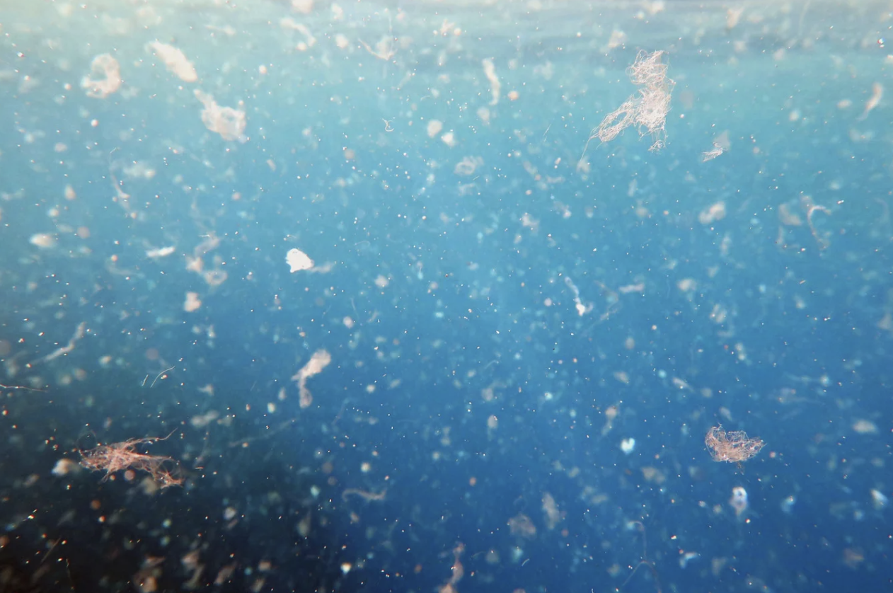 Microscopic view of suspended particles, representing gut microbiota in the intestinal environment.