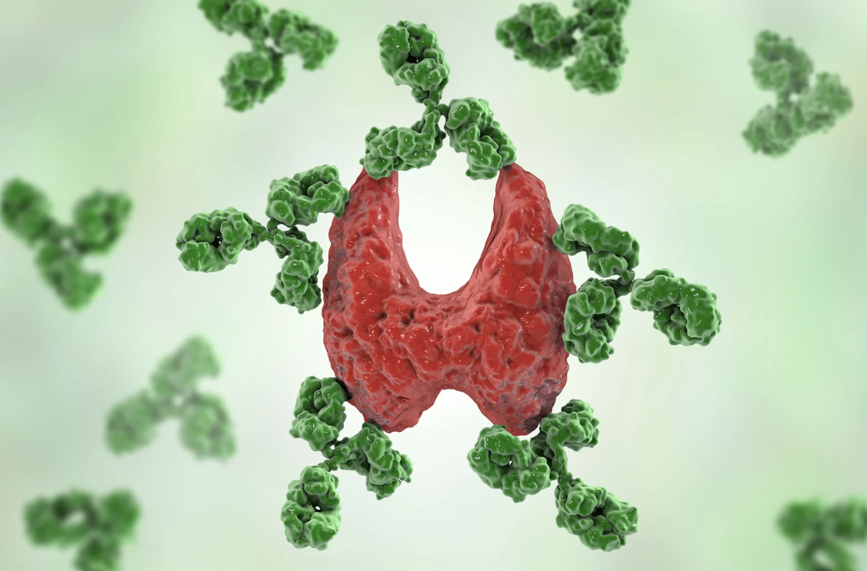 Autoantibodies targeting the thyroid gland, illustrating autoimmune activation commonly seen during perimenopause.