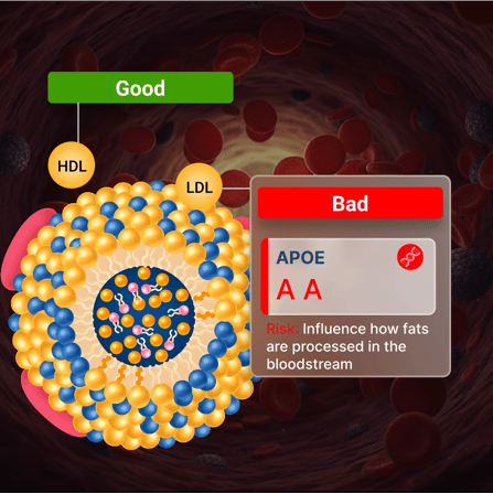 Lipid-Metabolism-Genes
