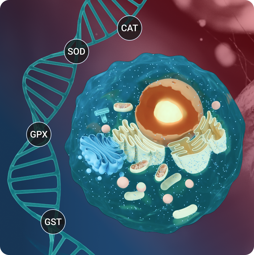 Antioxidant-Genetics