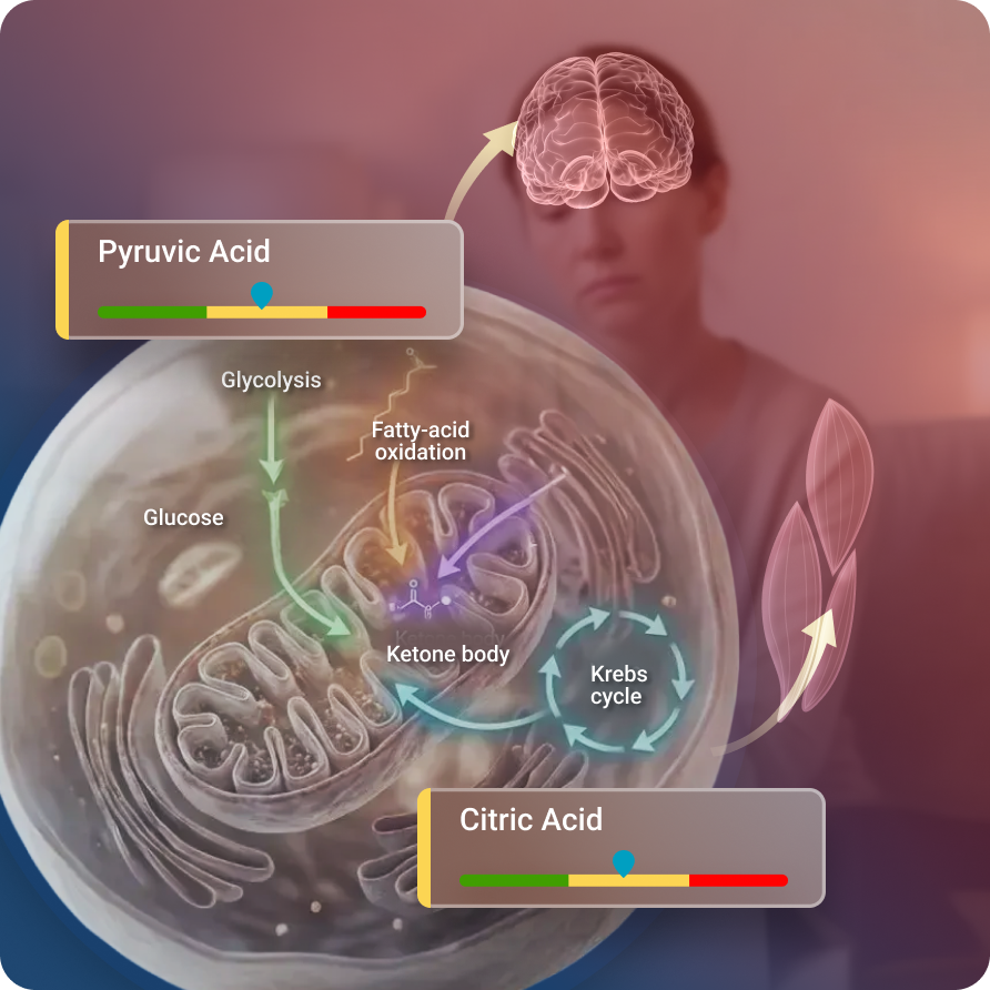 Mitochondrial-and-Energy