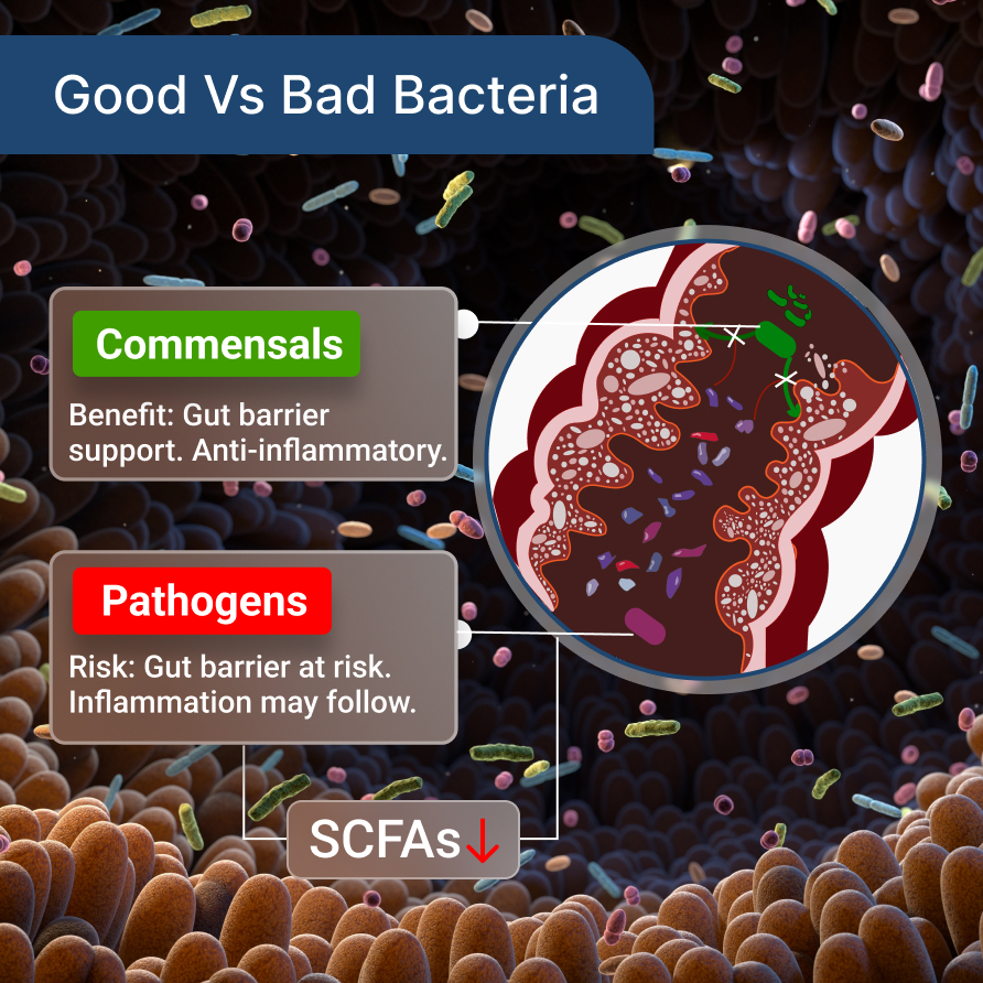 The New Gut Zoomer: Advanced Gut Microbiome Testing for Integrative Health