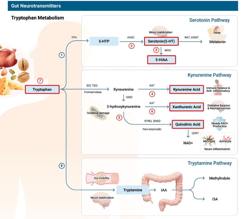 Tryptophan-Metabolism