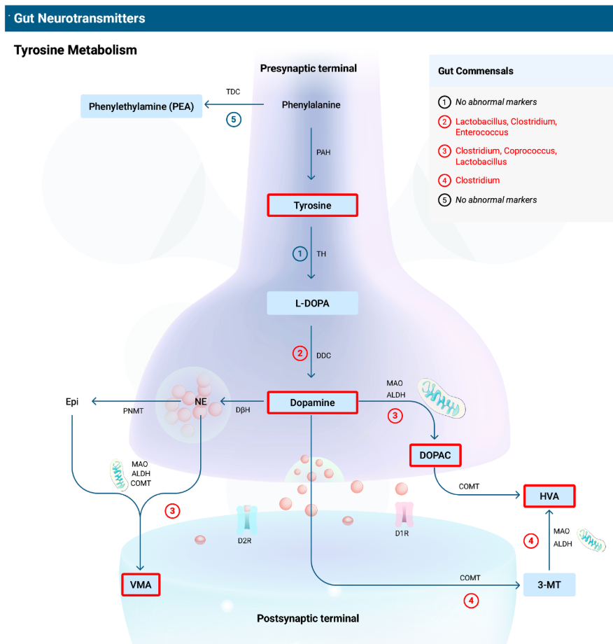 Tyrosine-Metabolism