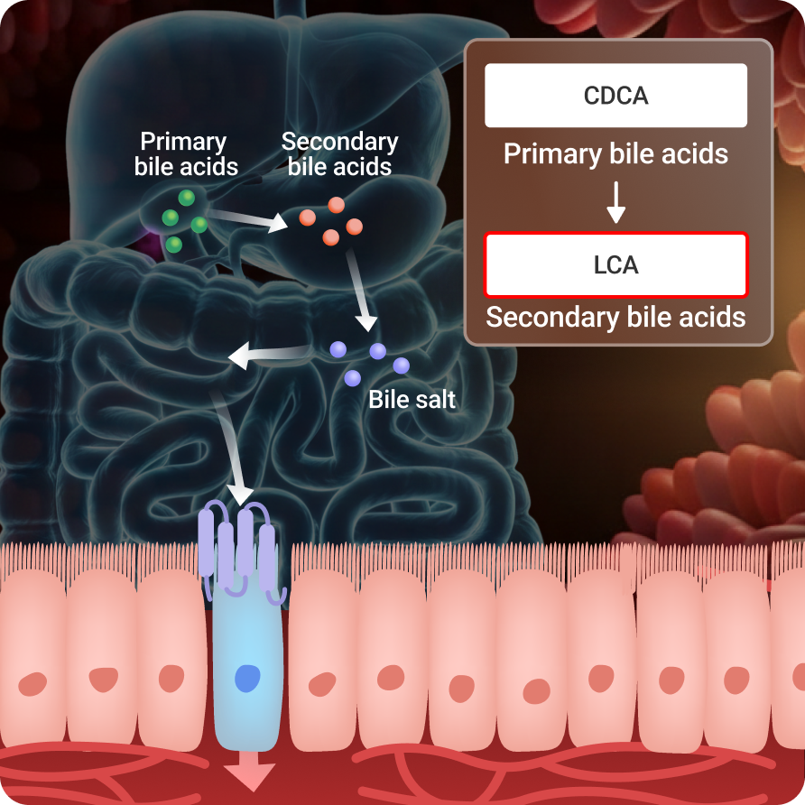 Bile-Acids