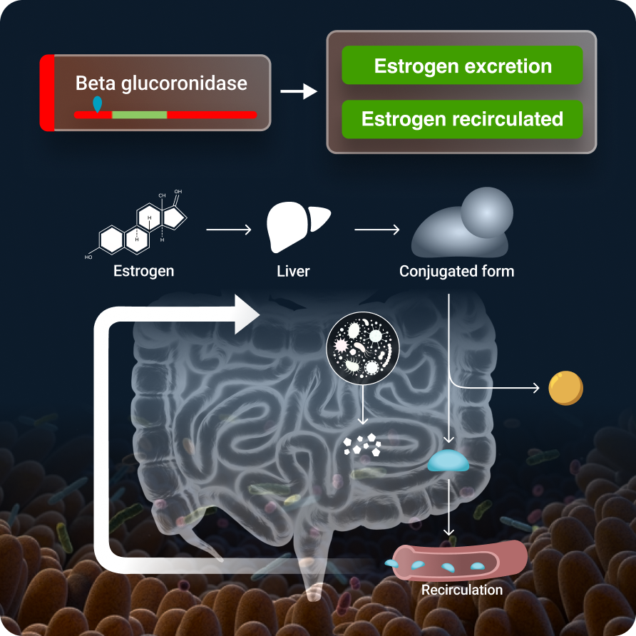 Gut-Hormones