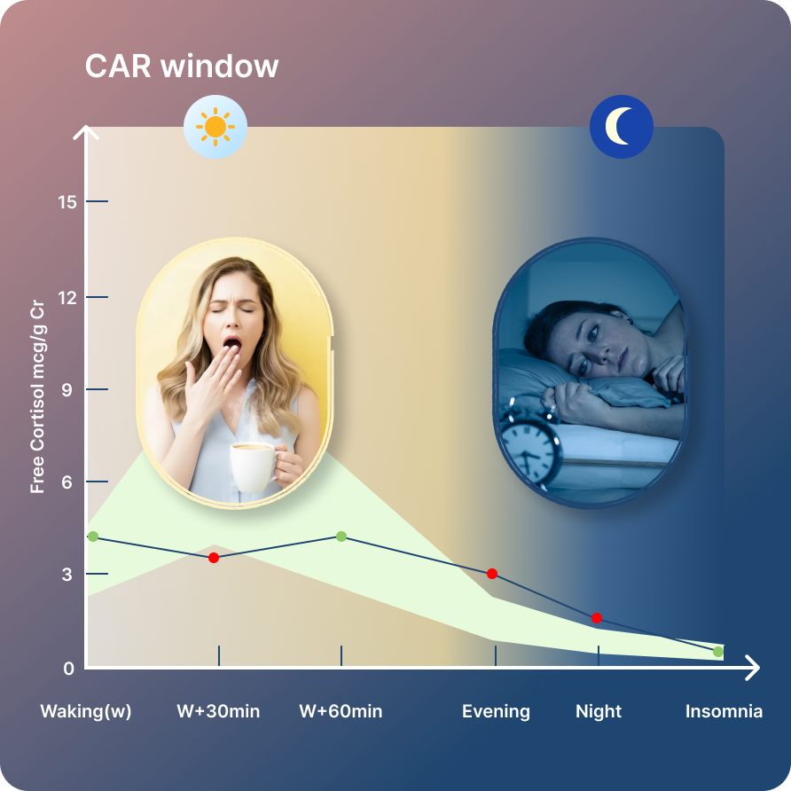 Cortisol-Awakening-Response