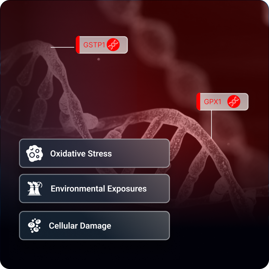 Antioxidant-Detox-Genetics