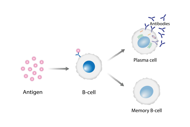 b cells antibody