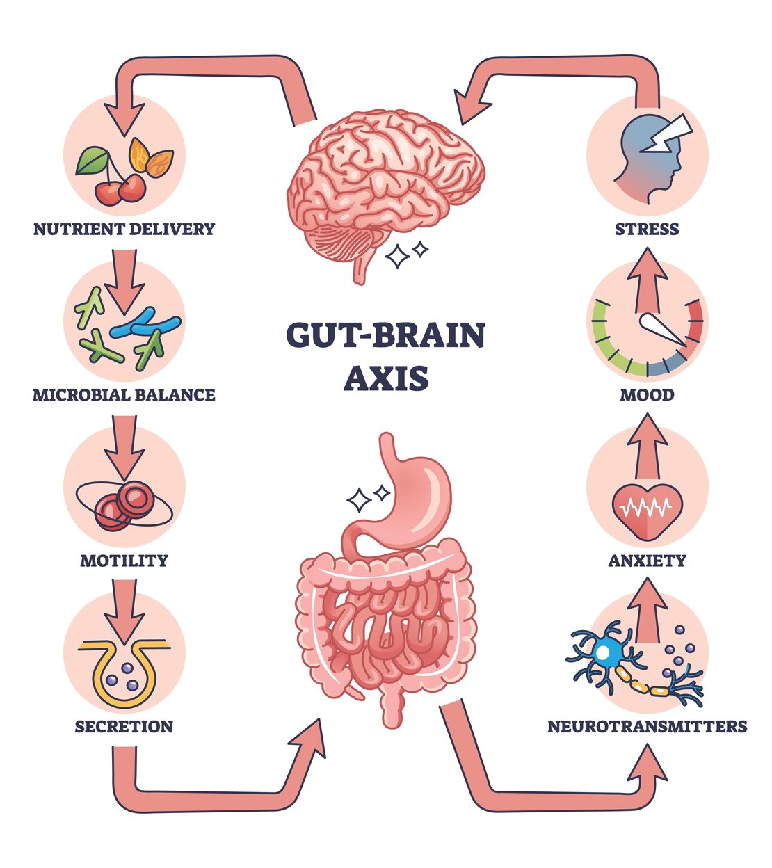 Exploring the Gut-Brain Connection and Its Impact on Mental Health