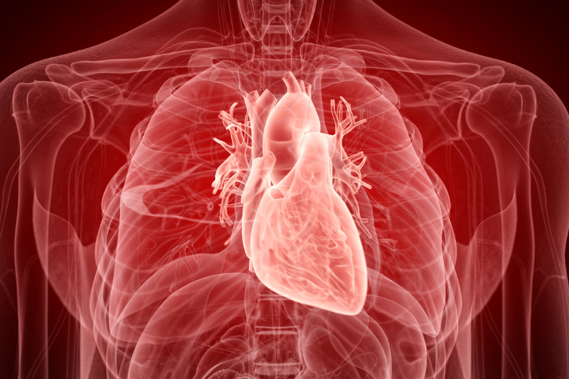 heart