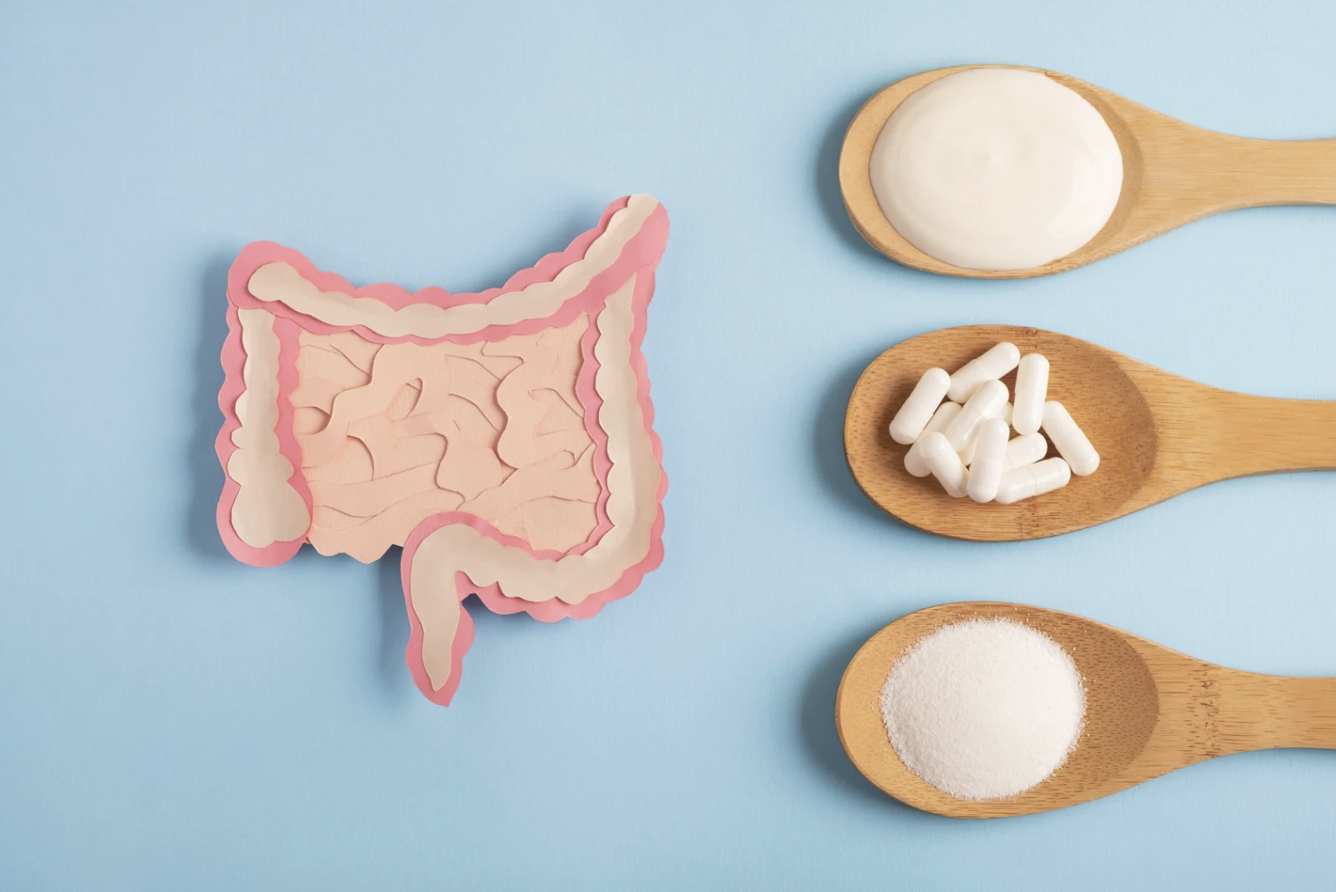 Illustration of the human intestine next to wooden spoons containing yogurt, probiotic capsules, and powdered supplement, symbolizing gut health support.