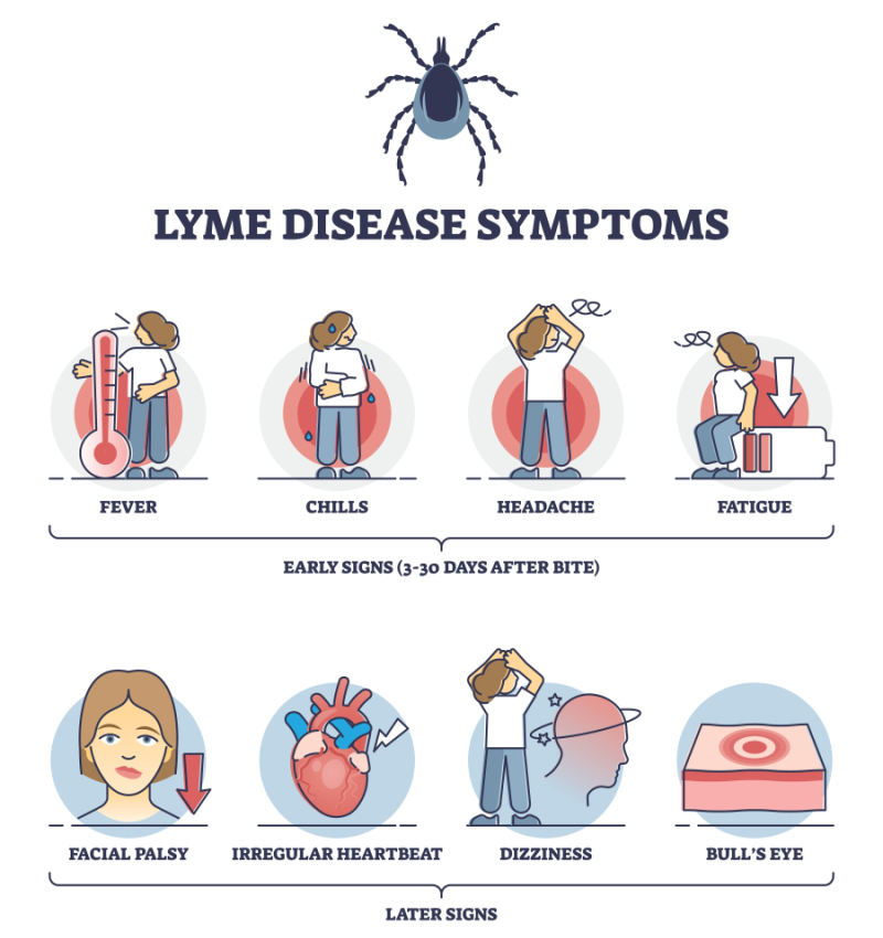 lyme symptoms