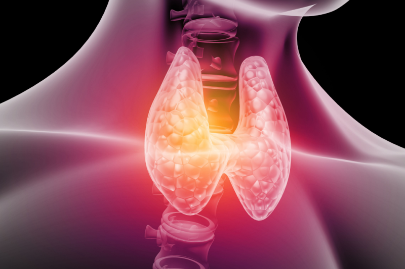 animation on the thyroid gland
