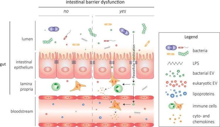 LPS barrier cholesterol