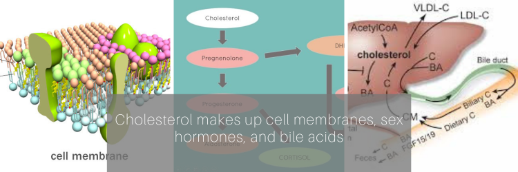 roles of cholesterol
