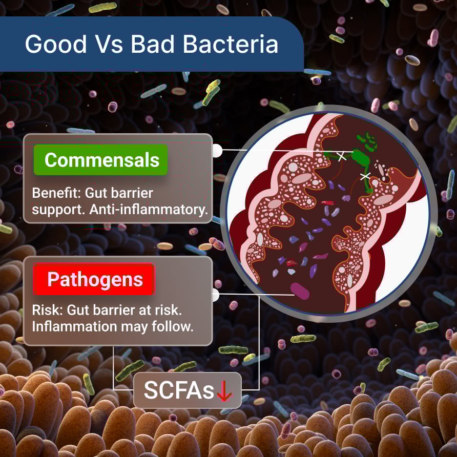 Good-vs-Bad-Bacteria