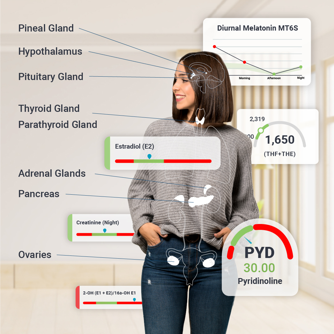 Female-Hormone-Systems