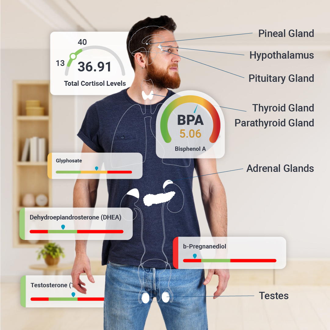 Male-Hormone-Systems